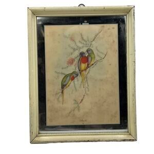 J Gould Splendid Grass Parakeet Offset Litho Print Framed